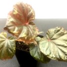 Begonia Ignita Flower Plant Rare Plant For Your Home Garden