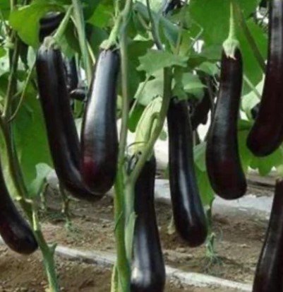 purple black eggplant Plant Rare Plant For Your Home Garden