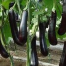 purple black eggplant Plant Rare Plant For Your Home Garden