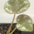 Begonia nigritarum Flower Plant Rare Plant For Your Home Garden