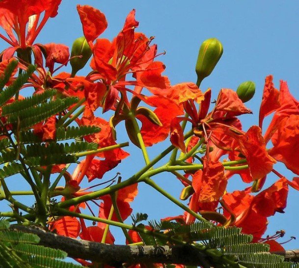red flamboyant tree Flower Plant Rare Plant For Your Home Garden