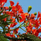 red flamboyant tree Flower Plant Rare Plant For Your Home Garden
