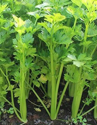 small Celery live plant Vegetable Plant Rare Plant For Your Home Garden