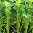 small Celery live plant Vegetable Plant Rare Plant For Your Home Garden