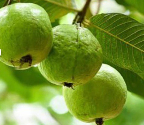 guava tree live plant Plant Rare Plant For Your Home Garden