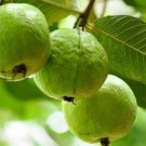 guava tree live plant Plant Rare Plant For Your Home Garden