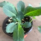 Dwarf blue curled live plant Vegetable Plant Rare Plant For Your Home Garden