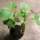 cucumber live plant Vegetable Plant Rare Plant For Your Home Garden