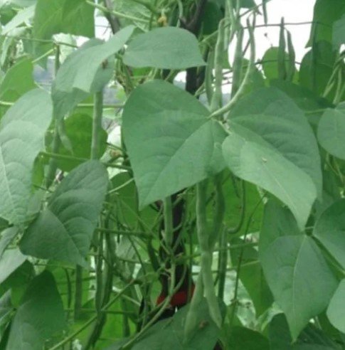 green beans plants plant Vegetable Plant Rare Plant For Your Home Garden