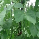 green beans plants plant Vegetable Plant Rare Plant For Your Home Garden