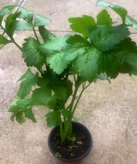 Chinese celery plant Vegetable Plant Rare Plant For Your Home Garden