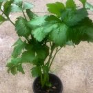 Chinese celery plant Vegetable Plant Rare Plant For Your Home Garden