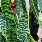 mother in law’s tongue plant Plant Rare Plant For Your Home Garden