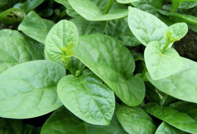 Malabar Spinach plant Vegetable Plant Rare Plant For Your Home Garden