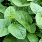 Malabar Spinach plant Vegetable Plant Rare Plant For Your Home Garden