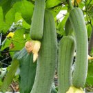 Loofah plant Vegetable Plant Rare Plant For Your Home Garden