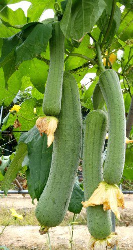 Loofah plant Vegetable Plant Rare Plant For Your Home Garden