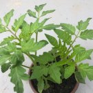 tomato plant Vegetable Plant Rare Plant For Your Home Garden