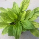 Perennial Plantain plant Vegetable Plant Rare Plant For Your Home Garden