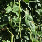 Yard Long Green Bean plant Vegetable Plant Rare Plant For Your Home Garden