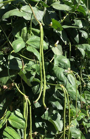 Yard Long Green Bean plant Vegetable Plant Rare Plant For Your Home Garden