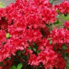 Azalea indica Red plant Flower Tree Plant Rare Plant For Your Home Garden