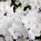 Azalea indica White plant Flower Tree Plant Rare Plant For Your Home Garden