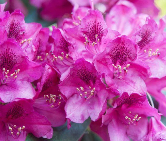Azalea indica Pink plant Flower Tree Plant Rare Plant For Your Home Garden