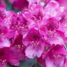 Azalea indica Pink plant Flower Tree Plant Rare Plant For Your Home Garden