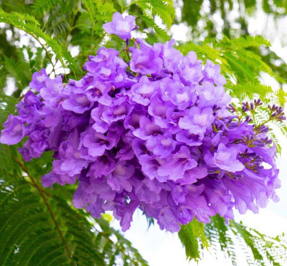 blue Jacaranda tree plant Flower Tree Plant Rare Plant For Your Home Garden