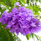 blue Jacaranda tree plant Flower Tree Plant Rare Plant For Your Home Garden