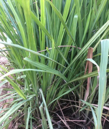 Bare Rooted Lemon grass plant Vegetable Plant Rare Plant For Your Home Garden