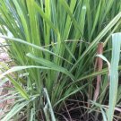 Bare Rooted Lemon grass plant Vegetable Plant Rare Plant For Your Home Garden