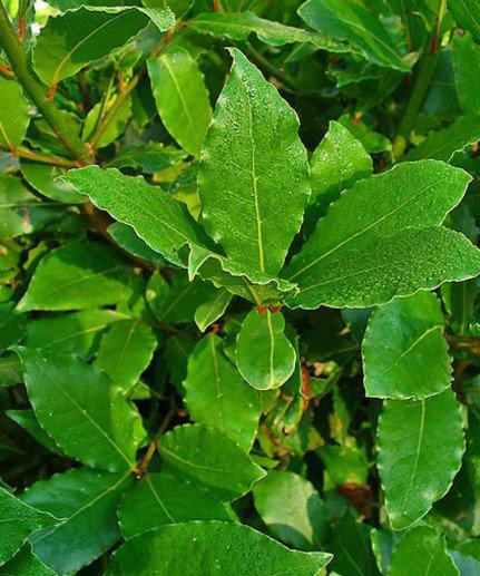bay leave tree Laurus nobilis plant Vegetable Plant Rare Plant For Your Home Garden