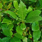 bay leave tree Laurus nobilis plant Vegetable Plant Rare Plant For Your Home Garden