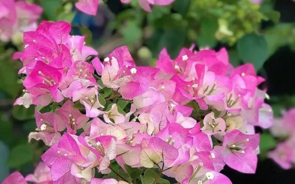 Bougainvillea Pink Flower Tree plant Plant Rare Plant For Your Home Garden