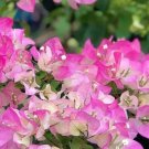 Bougainvillea Pink Flower Tree plant Plant Rare Plant For Your Home Garden