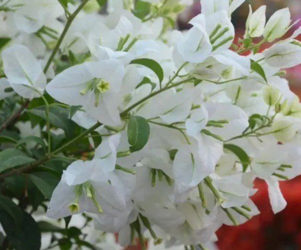 Bougainvillea White Flower Tree plant Plant Rare Plant For Your Home Garden