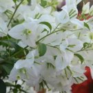 Bougainvillea White Flower Tree plant Plant Rare Plant For Your Home Garden