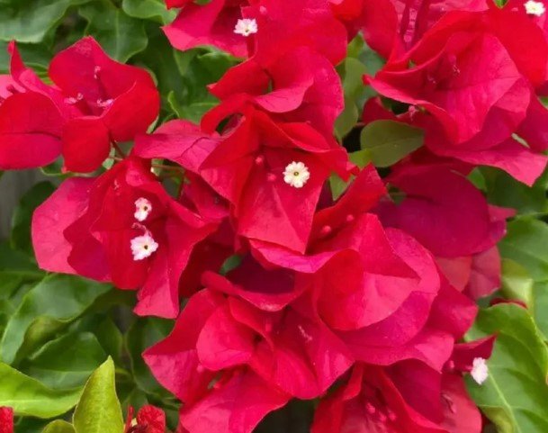 Bougainvillea Red Flower Tree plant Plant Rare Plant For Your Home Garden