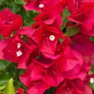 Bougainvillea Red Flower Tree plant Plant Rare Plant For Your Home Garden