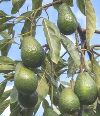 Hass avocado Fruit Tree plant Plant Rare Plant For Your Home Garden
