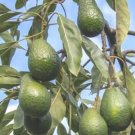Hass avocado Fruit Tree plant Plant Rare Plant For Your Home Garden