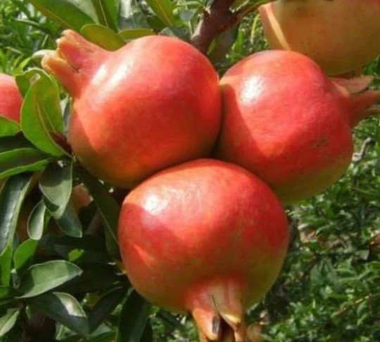 pomegranate Fruit Tree plant Plant Rare Plant For Your Home Garden