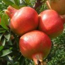 pomegranate Fruit Tree plant Plant Rare Plant For Your Home Garden