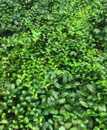 Marcgravia sintenisii cutting plant Plant Rare Plant For Your Home Garden