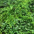 Marcgravia sintenisii cutting plant Plant Rare Plant For Your Home Garden