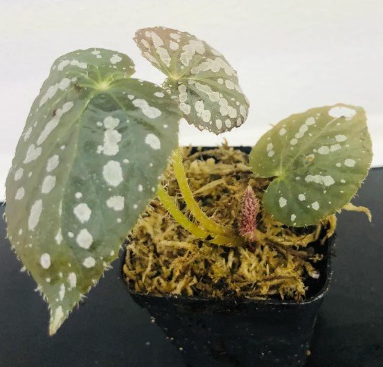 Begonia Rex Betsy Flower plant Plant Rare Plant For Your Home Garden