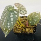 Begonia Rex Betsy Flower plant Plant Rare Plant For Your Home Garden