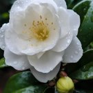 White Camellia Japonica Flower plant Plant Rare Plant For Your Home Garden